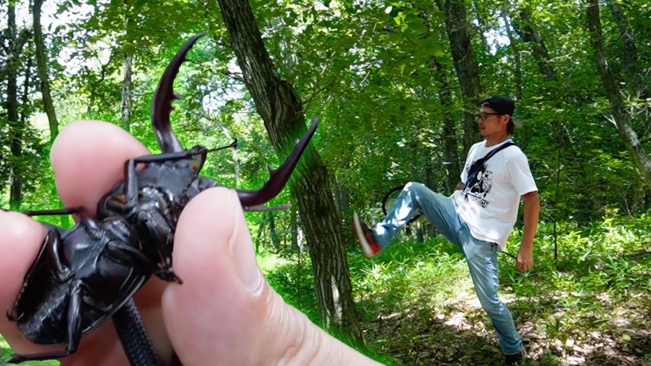 3日間でどれだけクワガタ捕れるかやってみた