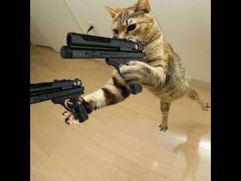 Кот с автоматом мем