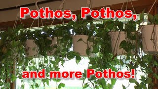 How To Grow and Propagate Pothos Plants