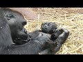 Gorilla Mom And Infant