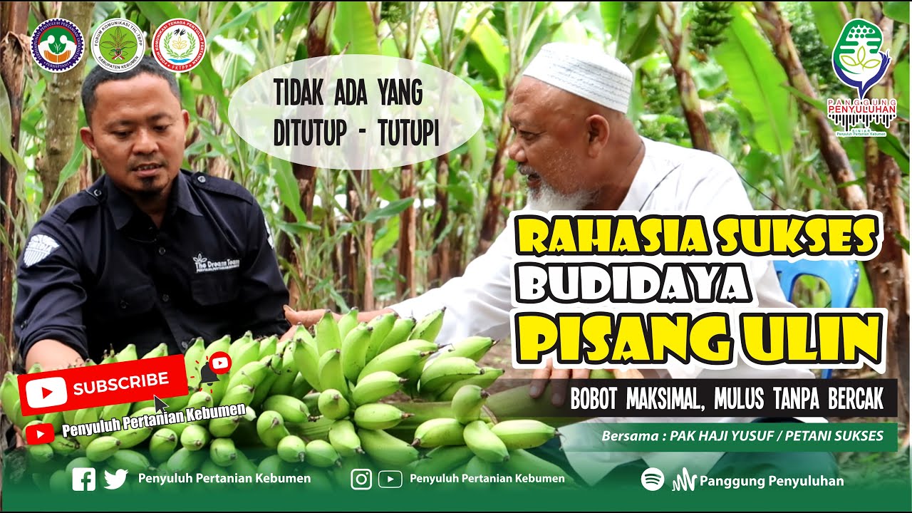 RAHASIA SUKSES Budidaya PISANG ULIN : Bobot Maksimal, Mulus TANPA Bercak Bersama Pak Haji Yusuf