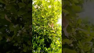 #gooseberry #plant #tree #motivation #shortvideo #motivational #fruit #garden #shorts #short #plants