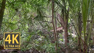 Звуки джунглей | Тропический лес с дождем | Пение экзотических птиц | 8 часов