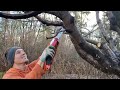 How to Prune a Mature Cherry Tree Open Center