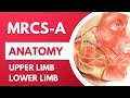 MRCS Part A Anatomy | Upper Limb | Muscles with Nerve Supply