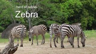 【japanese zoo】zebra①／Toyohashi Zoo & Botanical Park（non_hoi_park）／4K