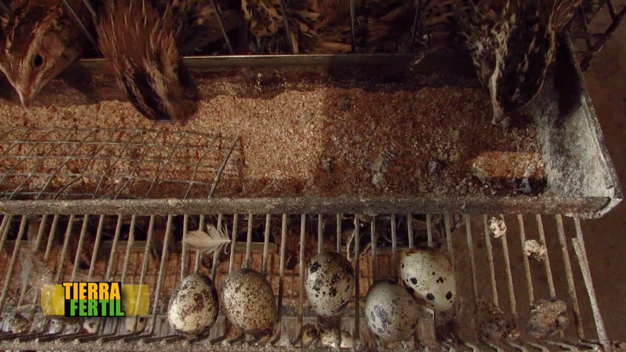 TIERRA FÉRTIL TV-PRODUCCIÓN Y COMERCIALIZACIÓN DE CODORNIZ (07.01.17)