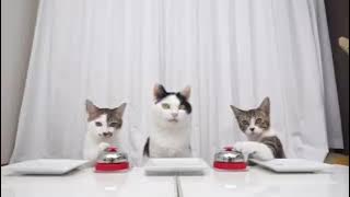 Download lagu Iklan Stimuno 2008