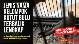 PERKUTUT MOJOPAHIT KELOMPOK BULU TERBALIK| Walik sumpah dan sejenisnya