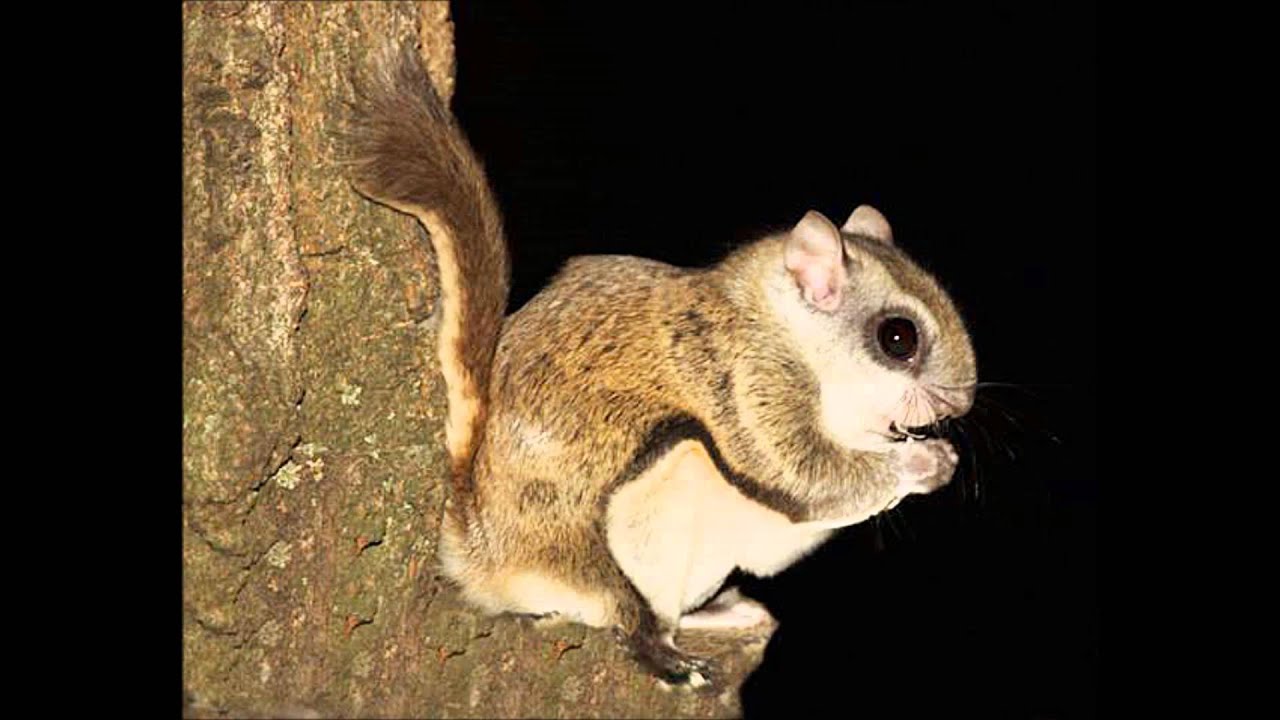 Seven interesting facts about Flying Squirrels - YouTube