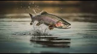 Top 10 Trout Lakes in Georgia