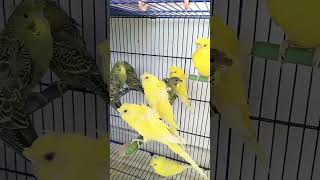 Homo Red Eyes🩸- For sale😱 #viral #trending #parrot screenshot 4