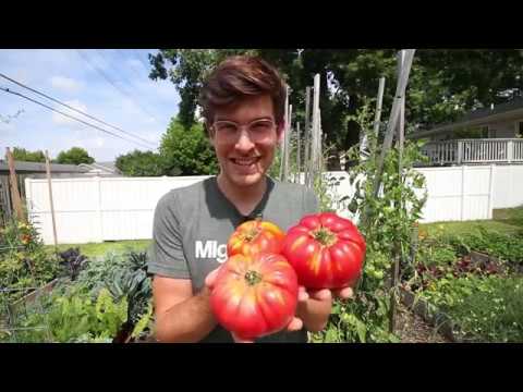 نحوه پرورش گوجه فرنگی GIANT 2+ پوندی در 6 مرحله آسان (به صورت ارگانیک)