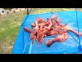 Sun dried chicken feet treats for dogs