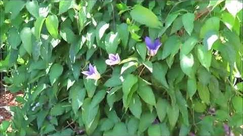 Deadheading Type 2 Clematis Vines