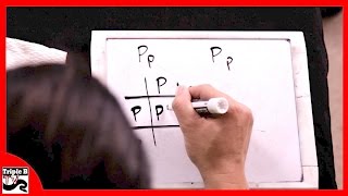 Punnett Squares : Triple B TV - Ep.73