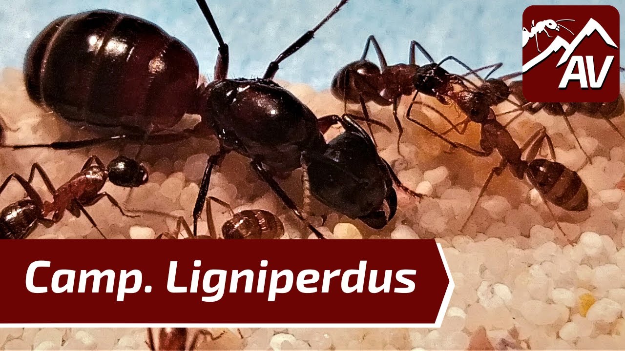 Camponotus Ligniperdus/Ligniperda - Giant Forest Ant Guide