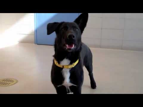 black lab corgi mix