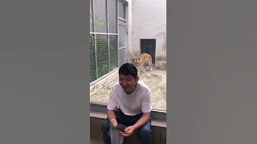 So Dangerous Tiger Attack Shorts 