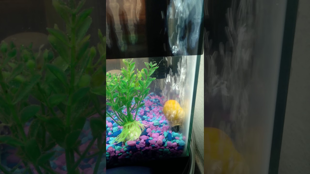 Jerry the Mystery snail