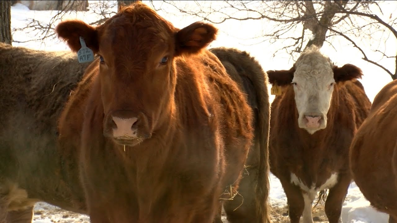 Meat Processing Plant Approved for Waubun, MN - YouTube