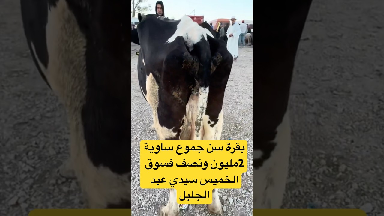 بقرة سن جموع ساوية 2مليون ونصف فسوق الخميس سيدي عبد الجليل
