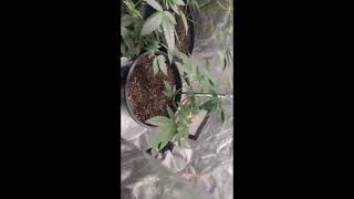 "season 1" 4X 2 grow tent week 3 of veg (say dat)