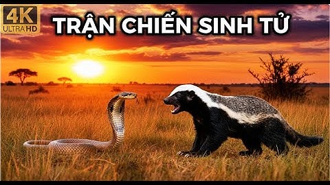 SERENGETI Trận Chiến Sinh Tử LỬNG MẬT  vs Rắn Độc – Ai Sẽ Sống Sót | Thế Giới Động Vật