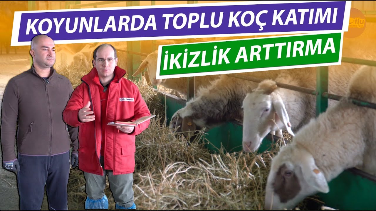 Koyunlarda Toplu Koç Katımı ve İkizlik Arttırma