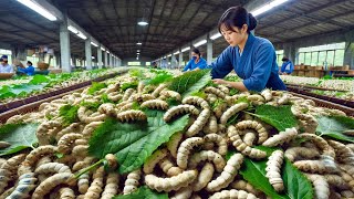 Inside Japan's Silk Factory: How Silkworms Make Luxury Kimonos (Full Process)