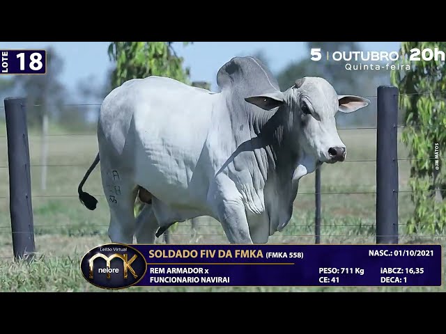 LOTE 18   FMKA 558