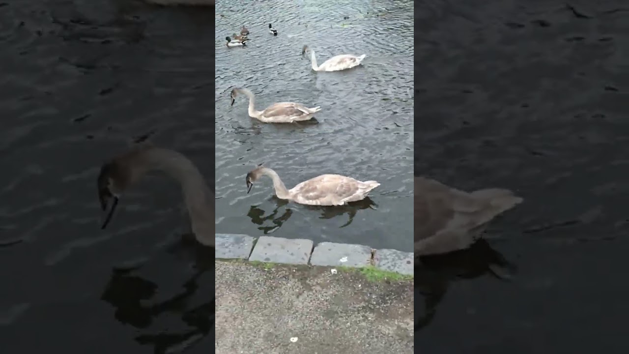 The Three Cygneteers 