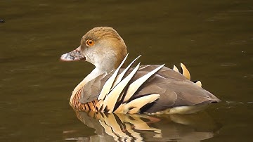 Plumbed Whistling Duck. ( Dendrocygna eytoni) Australian Bird Media / Nikon Z6