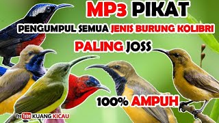 suara pikat burung kecil paling ampuh kolibri ribut bikin kumpul semua burung kecil