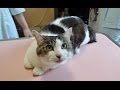 【病院なんて嫌だー!とキャリーバックの中でゴネた猫!】のらのイヤだの鳴き声は可愛いニャ~ゴ♪ Cat went to the hospital to the vaccine injection.
