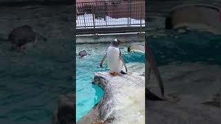 ペンギンくん MSX] Penguinkun Wars ぺんぎんくんウォーズ 1Loop PLAY - YouTube