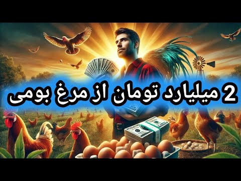 آموزش پرورش مرغ بومی پرورش مرغ بومی درآمد از مرغ بومی مرغداری پرورش طیور پرورش مرغ محلی
