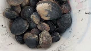 Ala Spit County Park - Clamming 2024