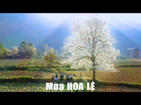 Thung lũng hoa lê cổ thụ ở Xuân Trường, Bảo Lạc, Cao Bằng  Pear Flower Valley Cao Bang Travel