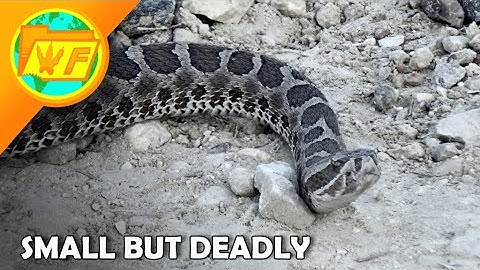 The Massasauga Rattlesnake -- How Venomous is it?
