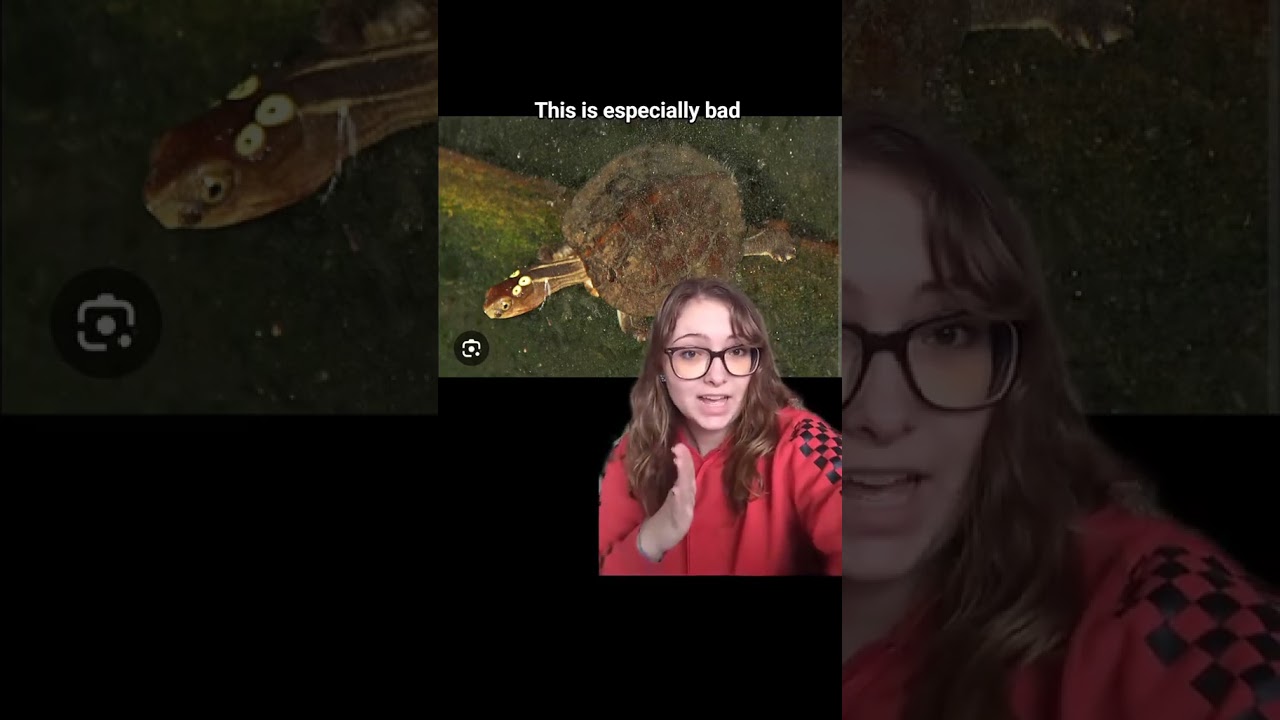 ESS Четырехглазая черепаха