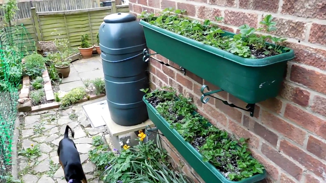 Alpine Strawberries Update - Planting Them Up The Wall