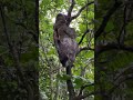 Sloths in natural habitat - La Fortuna Costa Rica 2020