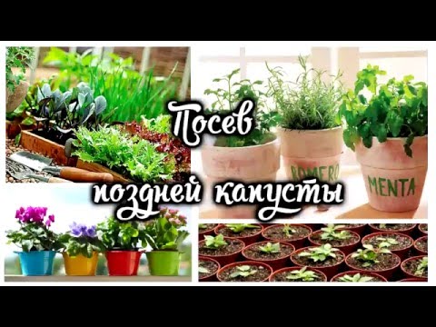 Посев поздней капусты