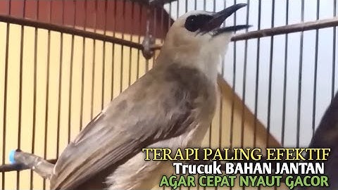 Trucuk BETINA memanggil Jantan Suara Birahi Ngecuplik 100% pancingan trucukan gacor agar BUNYI EMOSI
