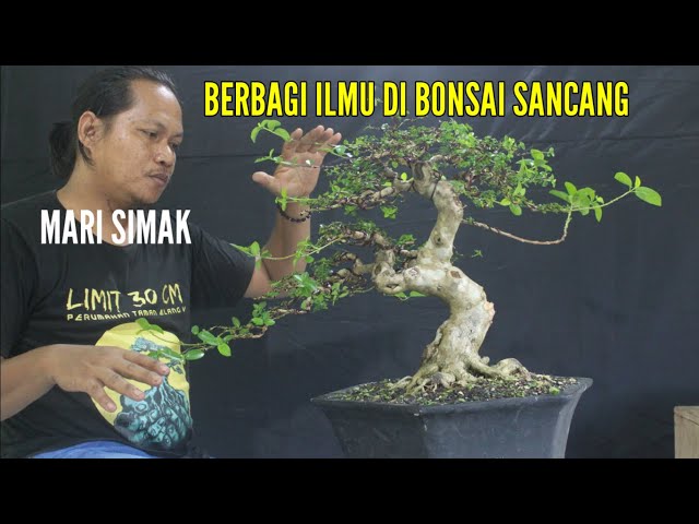 berbagi ilmu di bonsai sancang class=