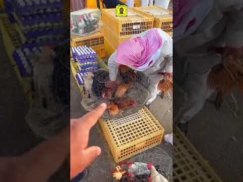 سوق الطيور مدينة الأنعام القصيم بريدة يوم الجمعة 14 7 2023
