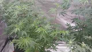 Update 7gal Time