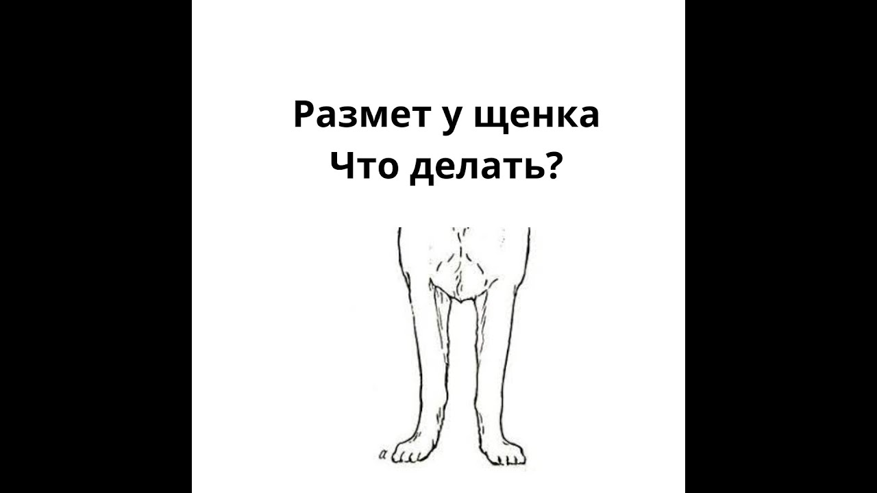 размет лап у щенка в быту
