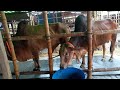 American Ranchers Raise 30 1 Million Beef Cattle This Way American Cow Farm Caw Farm 